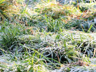 Why Do I Need Lawn Service When My Lawn Is Dormant
