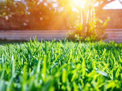 Regular Lawn Services