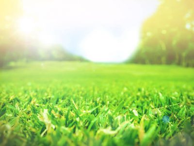 best lawn service