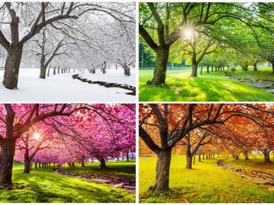 lawn treatment services
