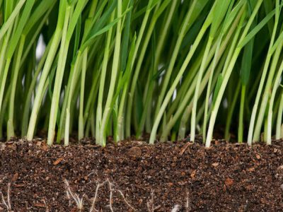 lawn maintenance company