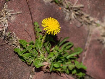 commercial grade weed killer