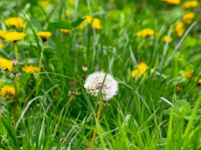 Best Weed Control for My Yard