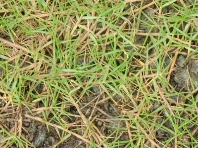 Weed Killer for Bermuda Grass