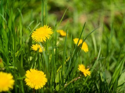 Spring Weed Control
