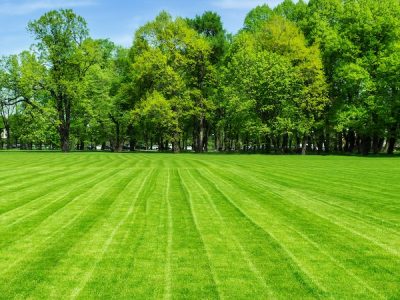 Lawn Care Services Social Circle Ga