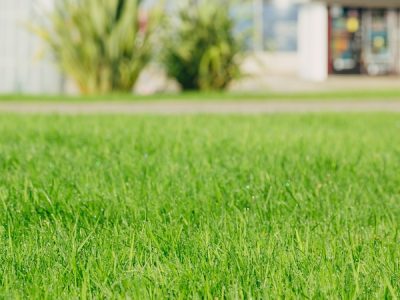 Weed Control Improves Lawn Health