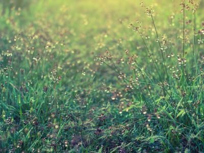 Top Common Weeds in Georgia