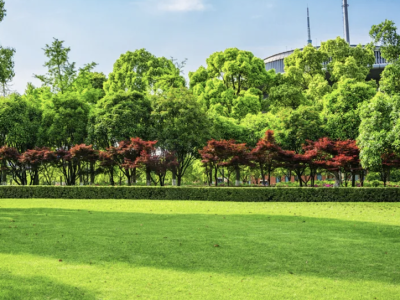 Commercial Campus Lawn Treatment
